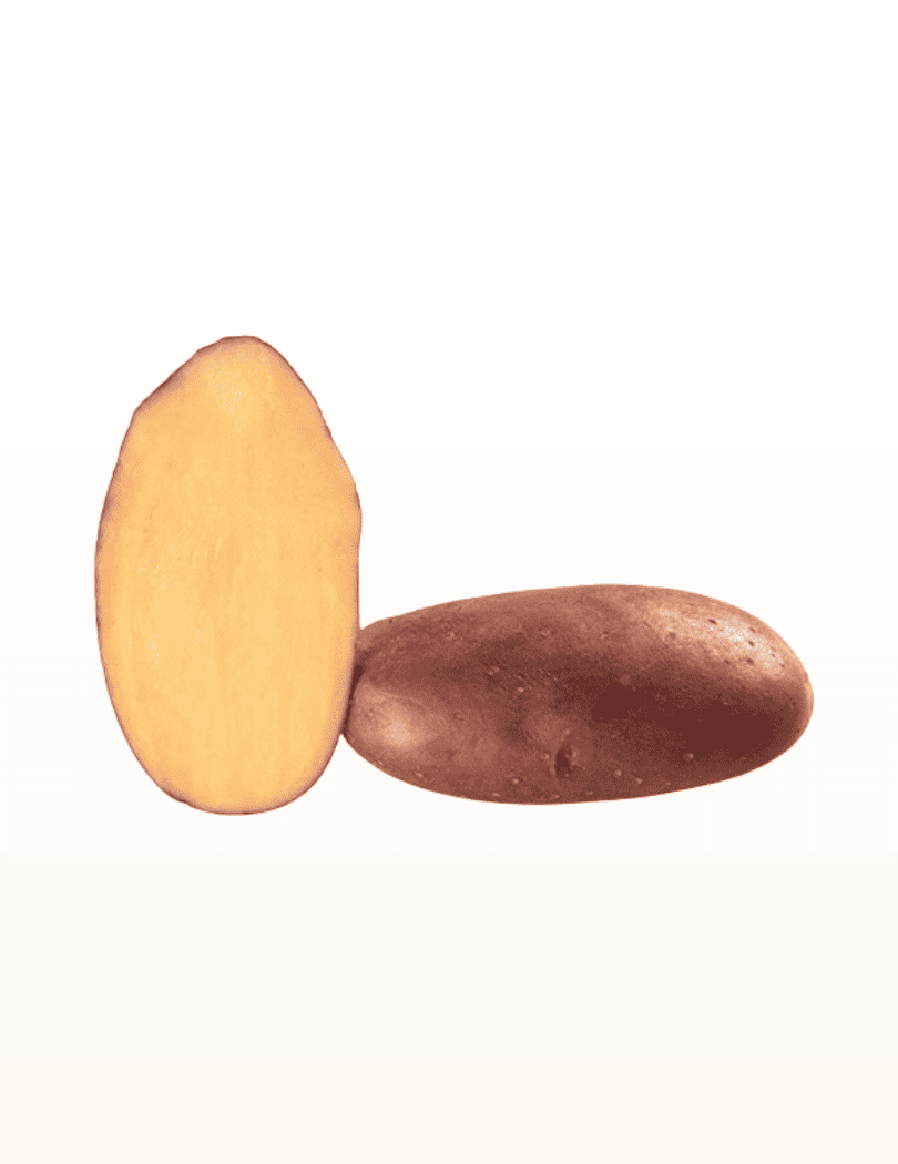 Pomme de terre Chérie